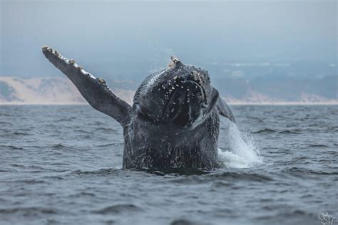 Discovery whale watch - Skip to main content. Discover. Trips